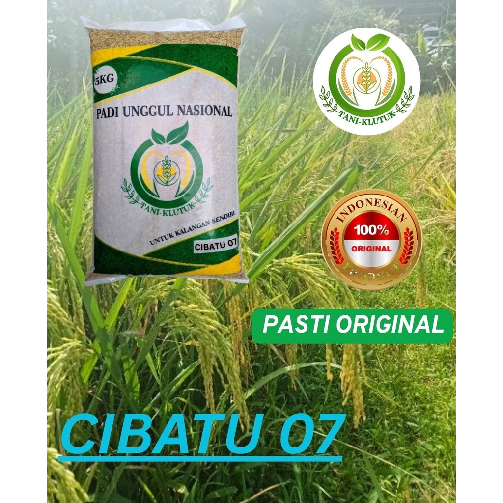 BIBIT/BIJI padi CIBATU 07 terbaru 5kg ORIGINAL TANI KLUTUK