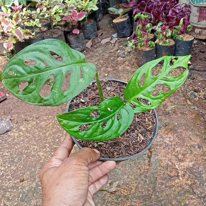 tanaman hias janbol acu minata