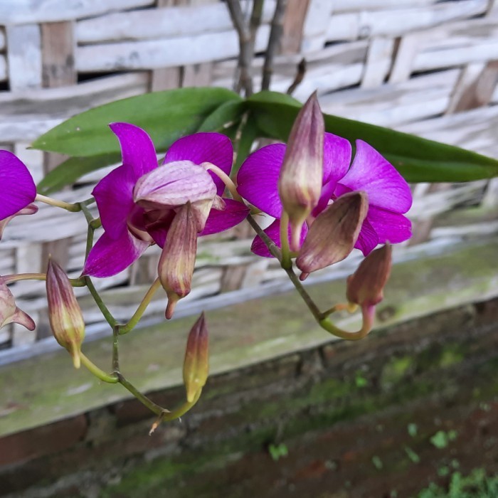 Anggrek dendrobium larat sedang berbunga lebat