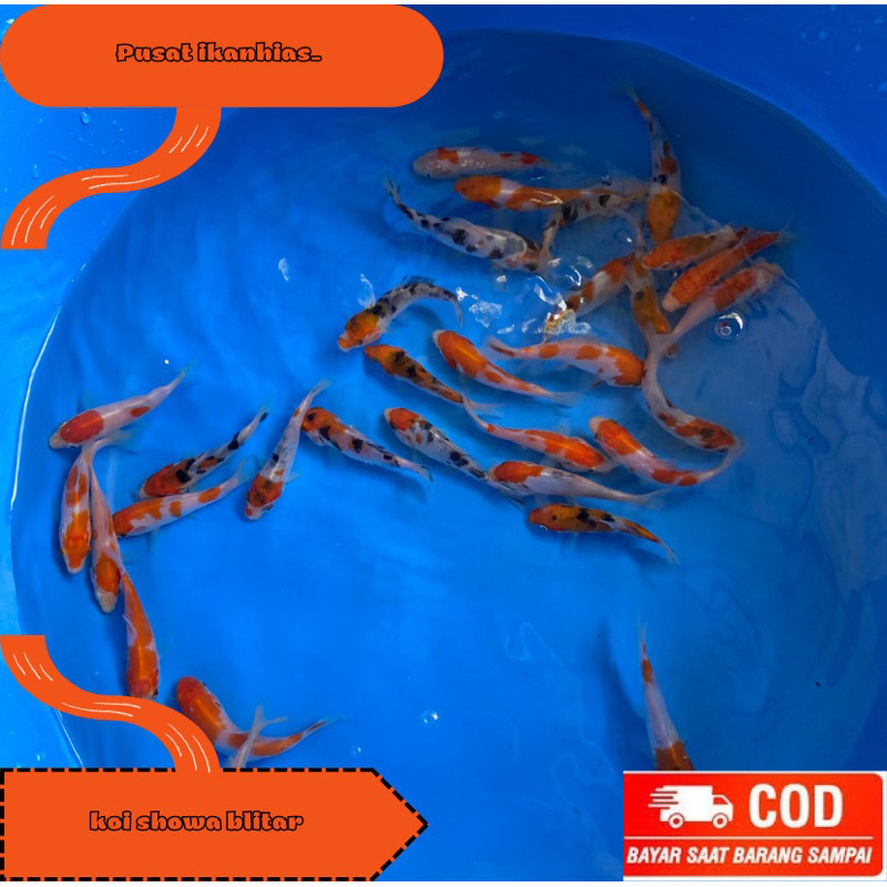 Hiasan Bibit Koi Blitar Sz 6-8cm Berkualitas Bibit Unggul
