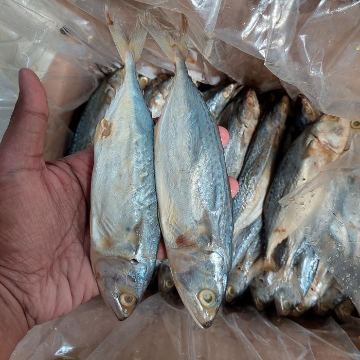 

Hot Produk ikan asin peda putih 500 gram/ikan asin peda putih 1kg - 1000 gram Terbaik dan Terlaris