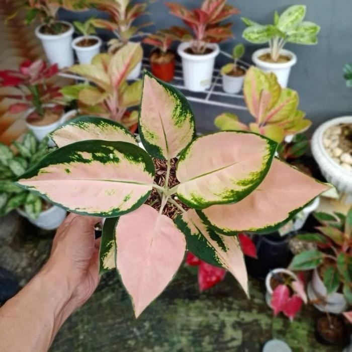 Tanaman hias aglonema kochin cahaya - Aglonema kochin cahaya - ANAKAN