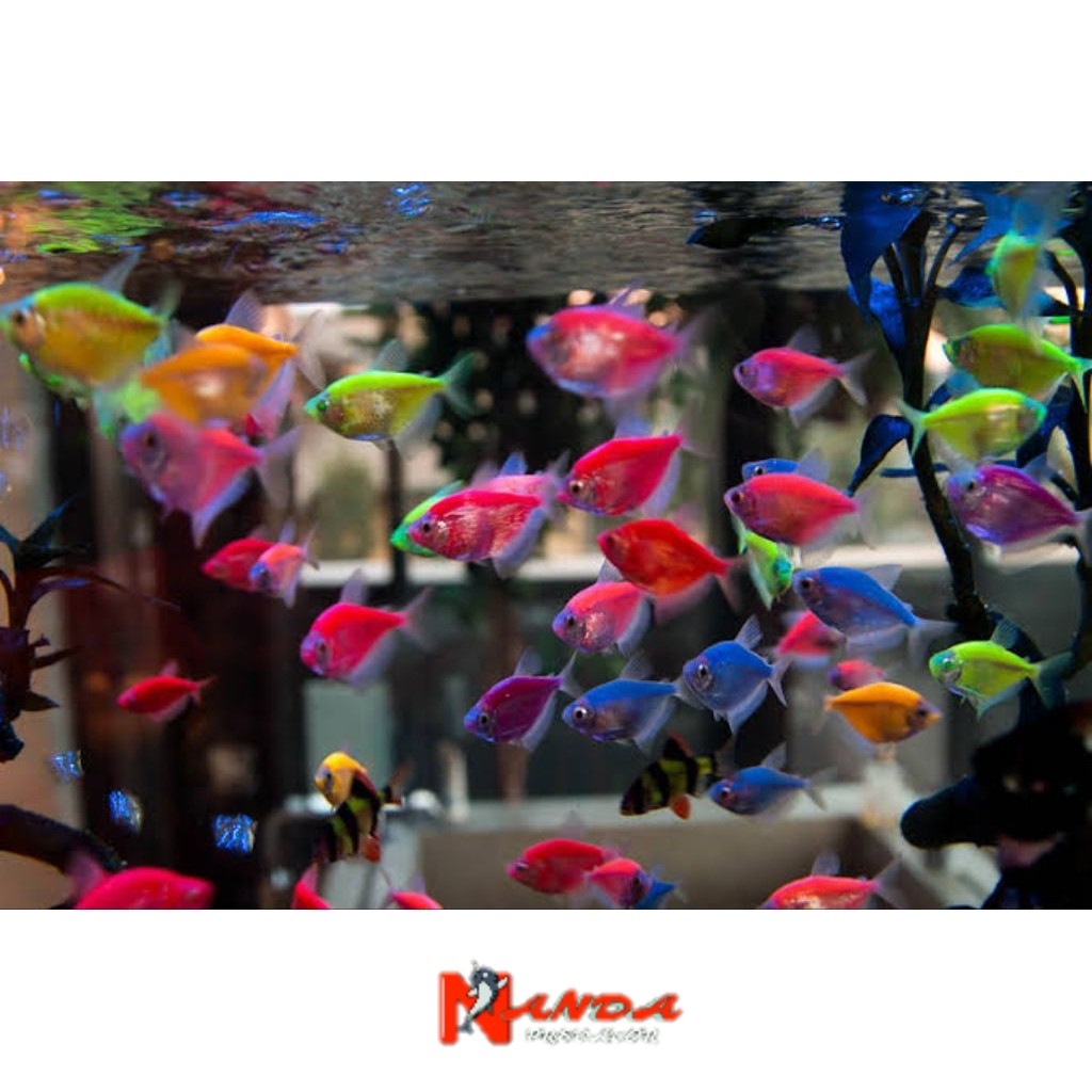 Ikan glofish penghias aquarium paket isi 5 warna mix