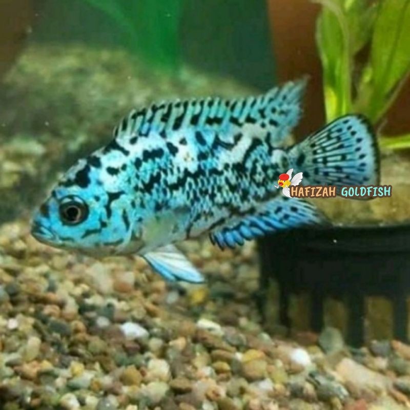 IKAN HIAS CHILCHID EBJD 3-5 cm Electric Blue Jack Dempsey / ikan hias CICHLID Electric Blue Jack Dem