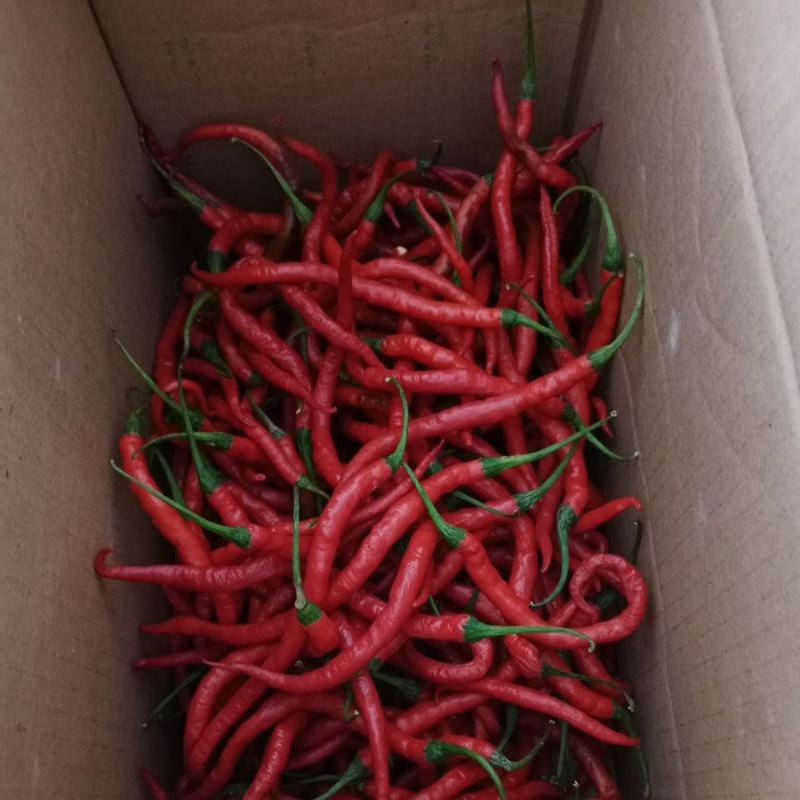 

Paket Cabe keriting fresh termurah 1kg