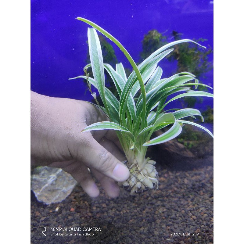 Tanaman aquascape bambu Sri rejeki Aksesories aquarium