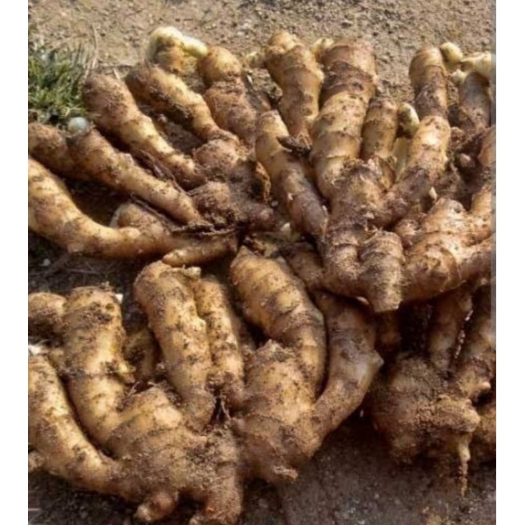 

Abh jahe gajah untuk jamu 1kg