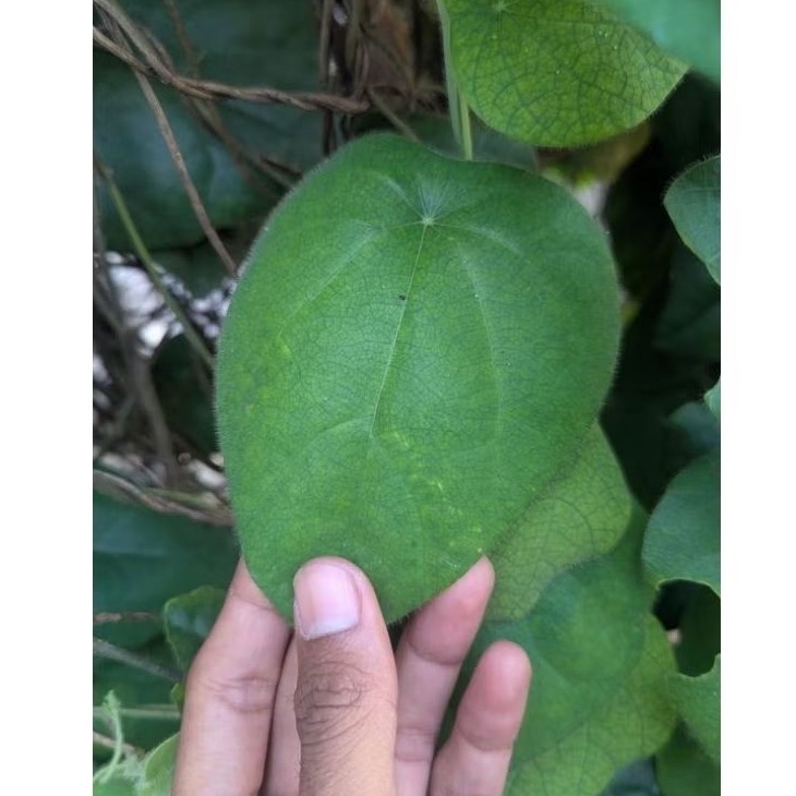 

Daun Cincau Segar Siap Olah - 50pcs | Cocok untuk Es Cincau & Obat Alami khualitas import