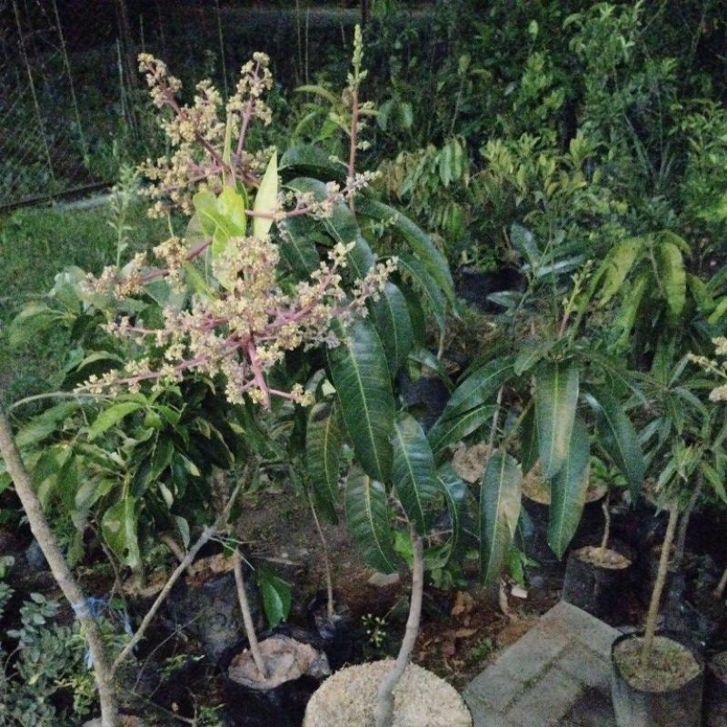 Bibit Mangga berbunga/berbuah