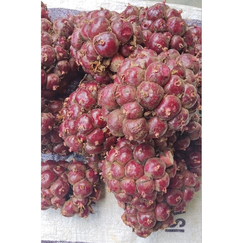 

[RS] Buah Honje Merah Segar/ Honje Laka Fresh Buat Bahan Rujak 1 Kg Stok Terbatas