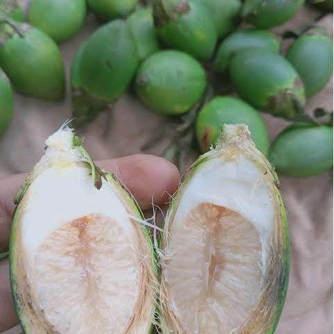 

buah pinang muda/jsegar langsung petik jika ada order Shop with