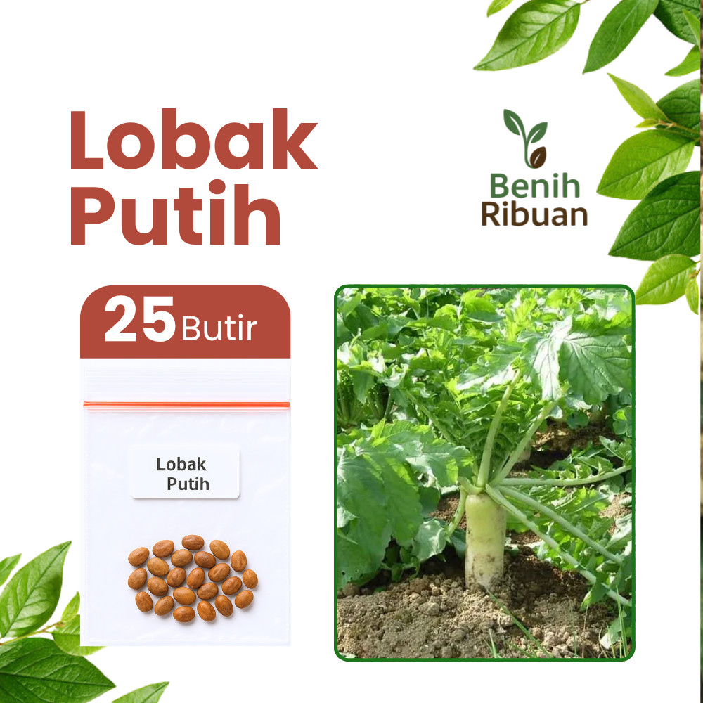 BENIH RIBUAN - Benih Sayur Lobak Putih Unggul Bibit Lobak Putih Super Benih Sayuran Berkualitas