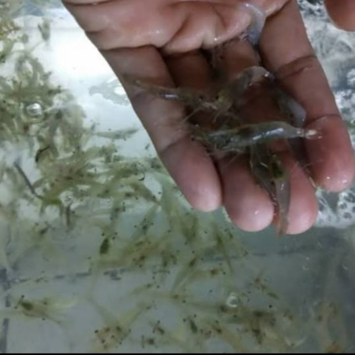 Udang Rawa hidup umpan ikan predator