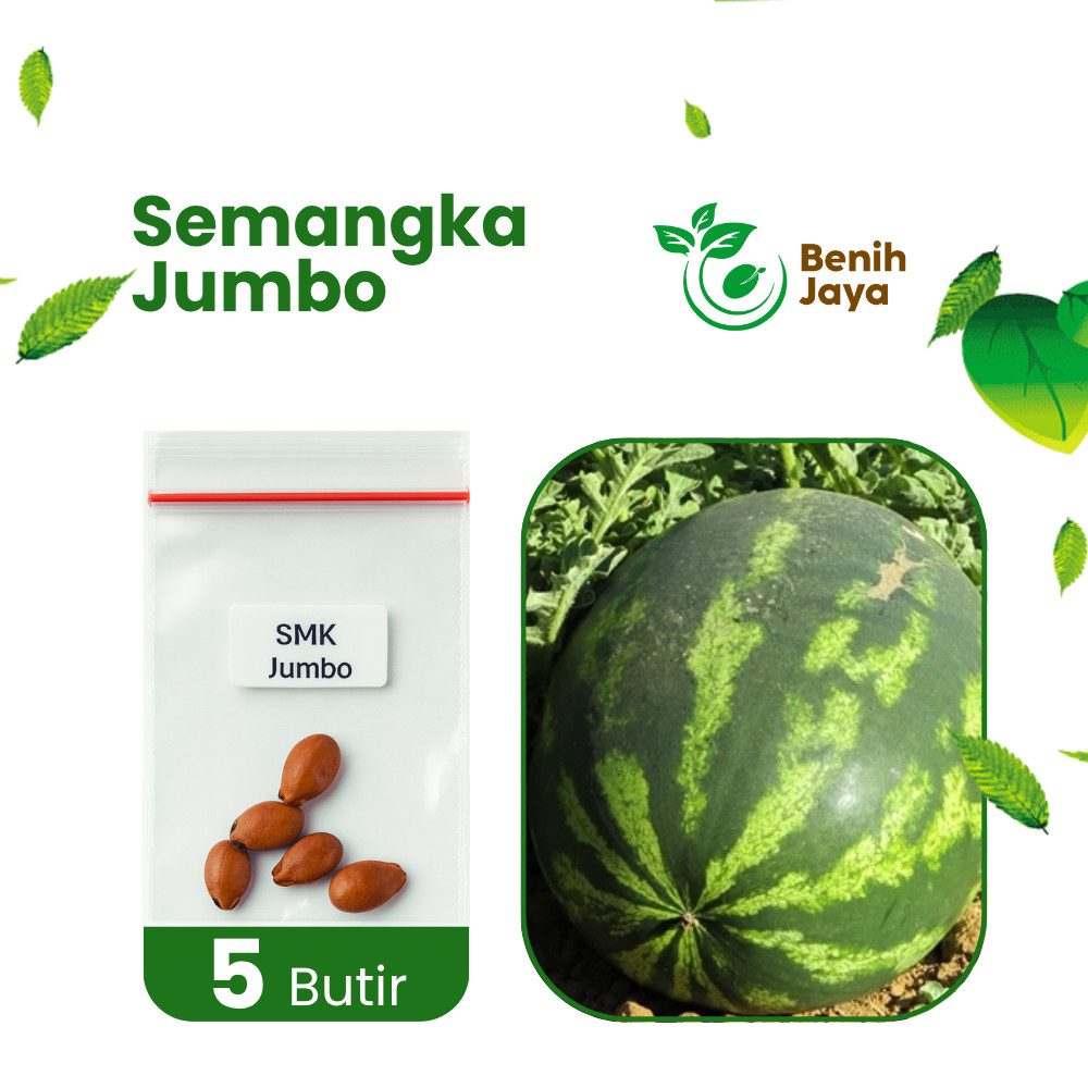 BENIH JAYA - Benih Unggul Buah Semangka Jumbo, Bibit Buah Semangka Besar Berkualitas Bibit Semangka 