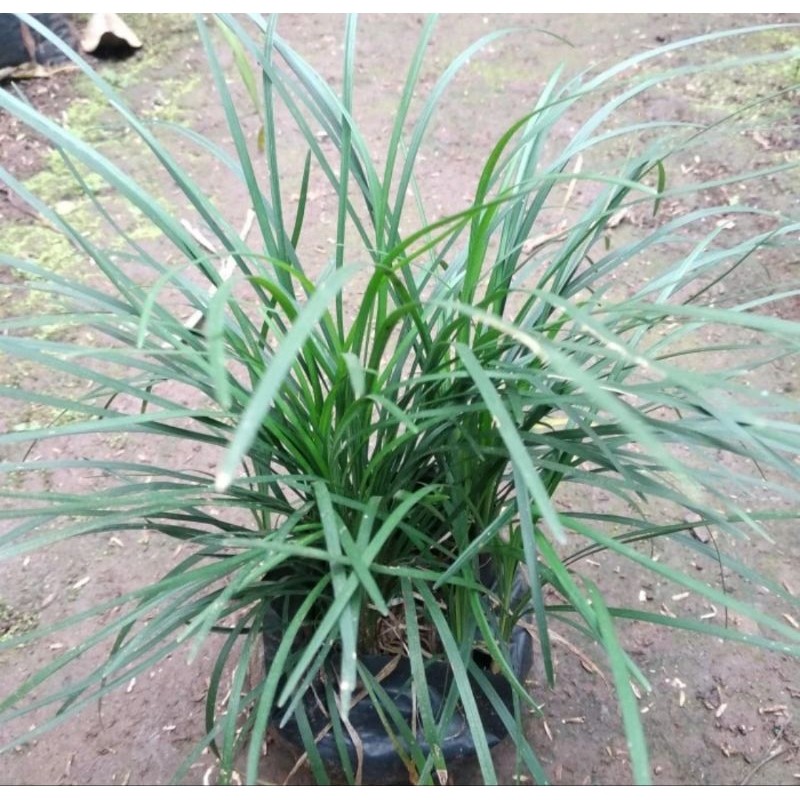 (BISA Cod) Tanaman Hias Kucai Gondrong - Tanaman Outdoor Kucai Gondrong