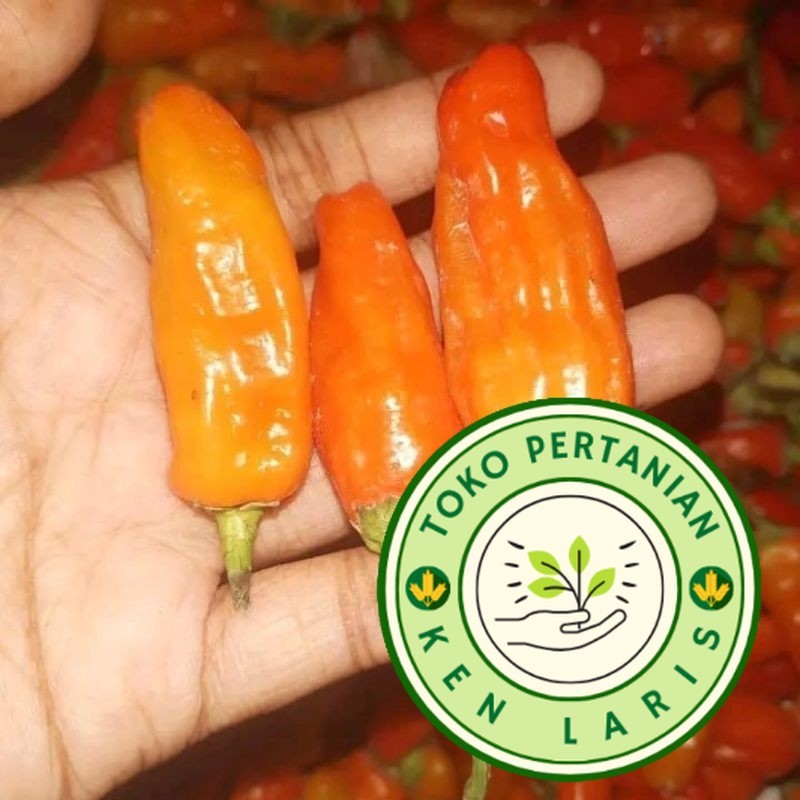 150++ BENIH CABAI RAWIT PRENTUL CABAI RAWIT DOMBA SETAN BIBIT UNGGUL