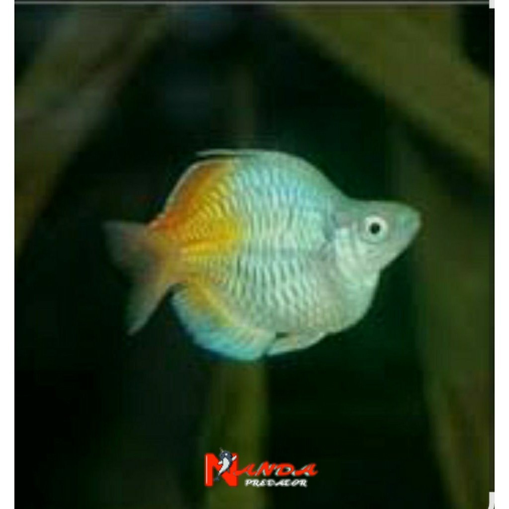 Rainbow Bosemani Balon Fish | Rainbow Bosemani josjis Shortbody| Hiasan Aquascape | Hiasan Aquarium 