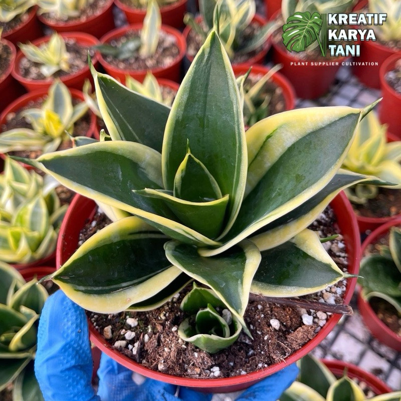 Tanaman hias sansivera pagoda - Sansivera mini pagoda