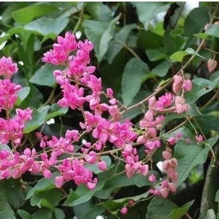 

Ready stok New Promo bibit bunga mata air pengantin