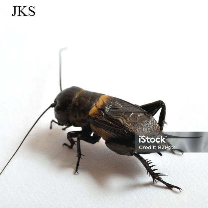 JANGKRIK ( SUPER BESAR ) ukuran besar JKK JK JANGNGKRIK BOS PROMO jangkrik aduan~jangkrik kalung sup