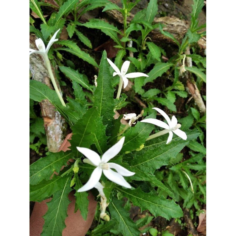 

Promo daun kitolod segar 100gram murah obat mata B.L.K