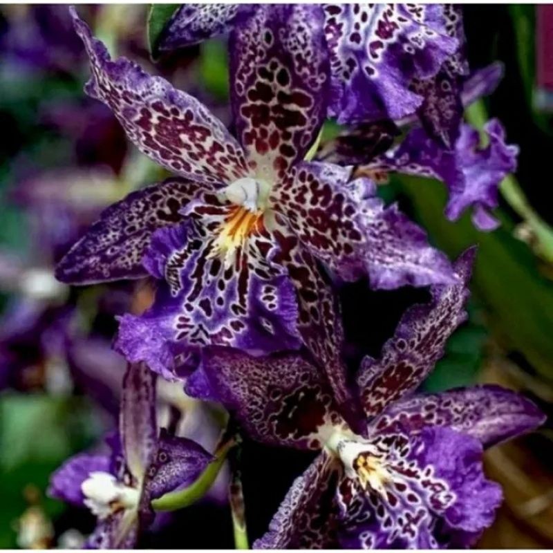 ANGGREK dendrobium bulat