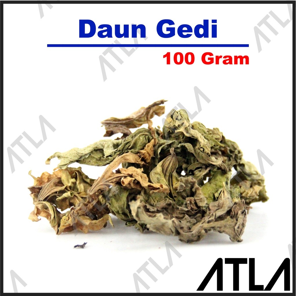 Daun Gedi Kering 100 Gram Simplisia Pepaya Papaya Jepang Obat Herbal