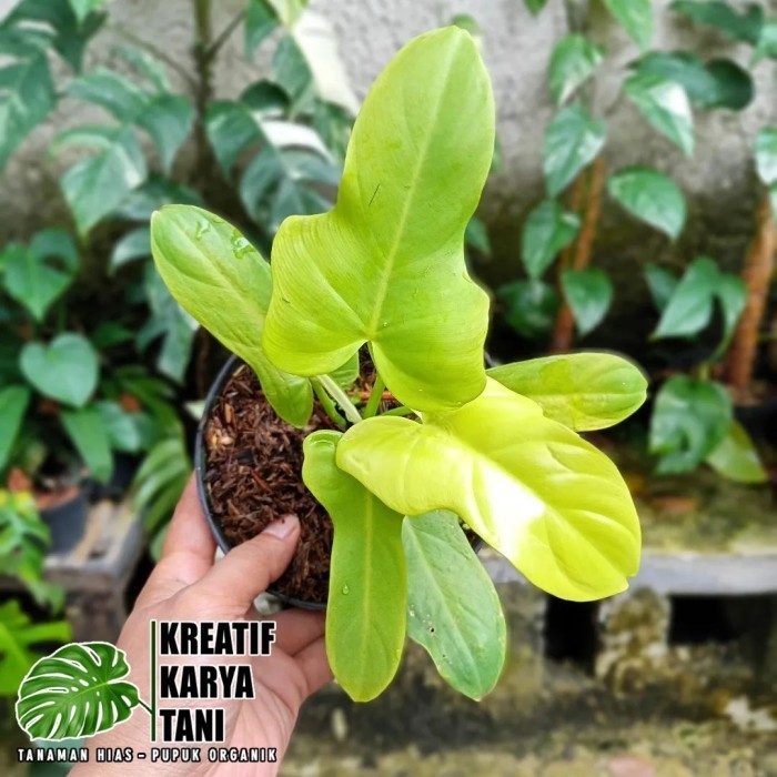 Tanaman Hias Philodendron Violin Golden - Violin Golden