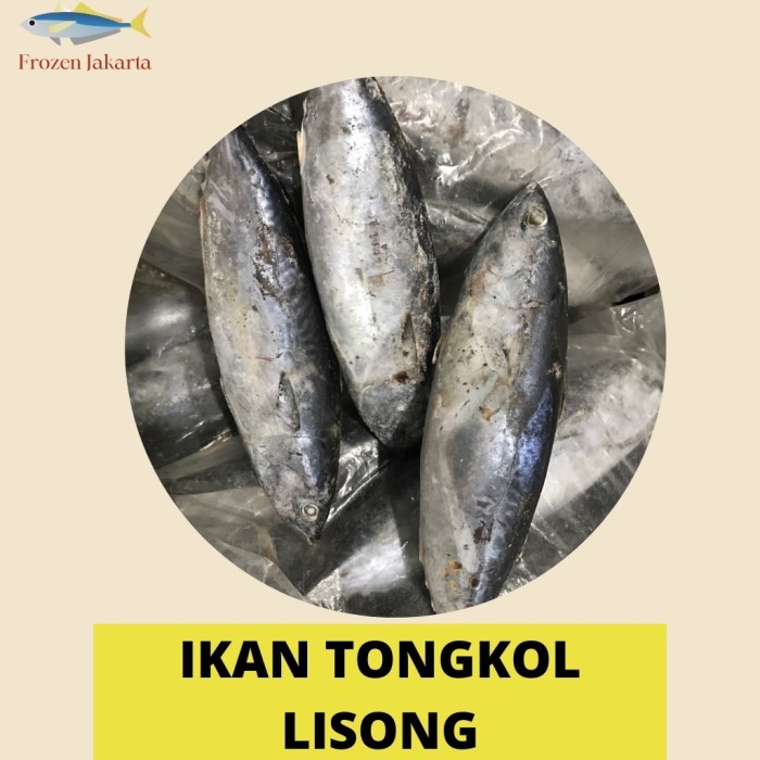 IKAN TONGKOL LISONG FRESH FROZEN JAKARTA