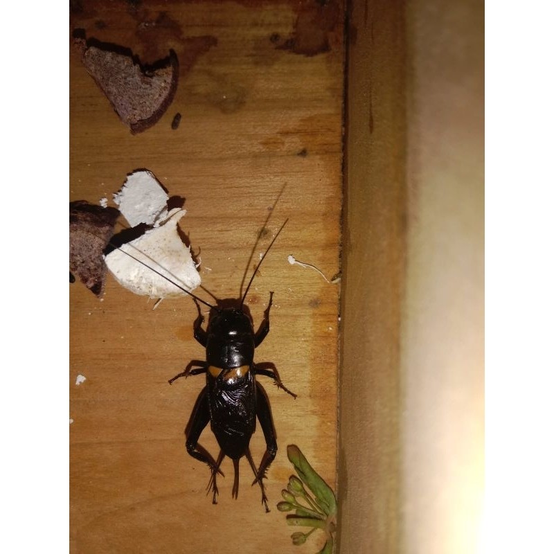 Jangkrik jaliteng / jangkrik aduan/ jangkrik juara / jangkrik balap