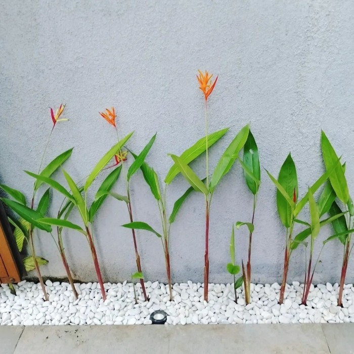 tanaman hias pisang heliconia - tanaman pagar pisang heliconia
