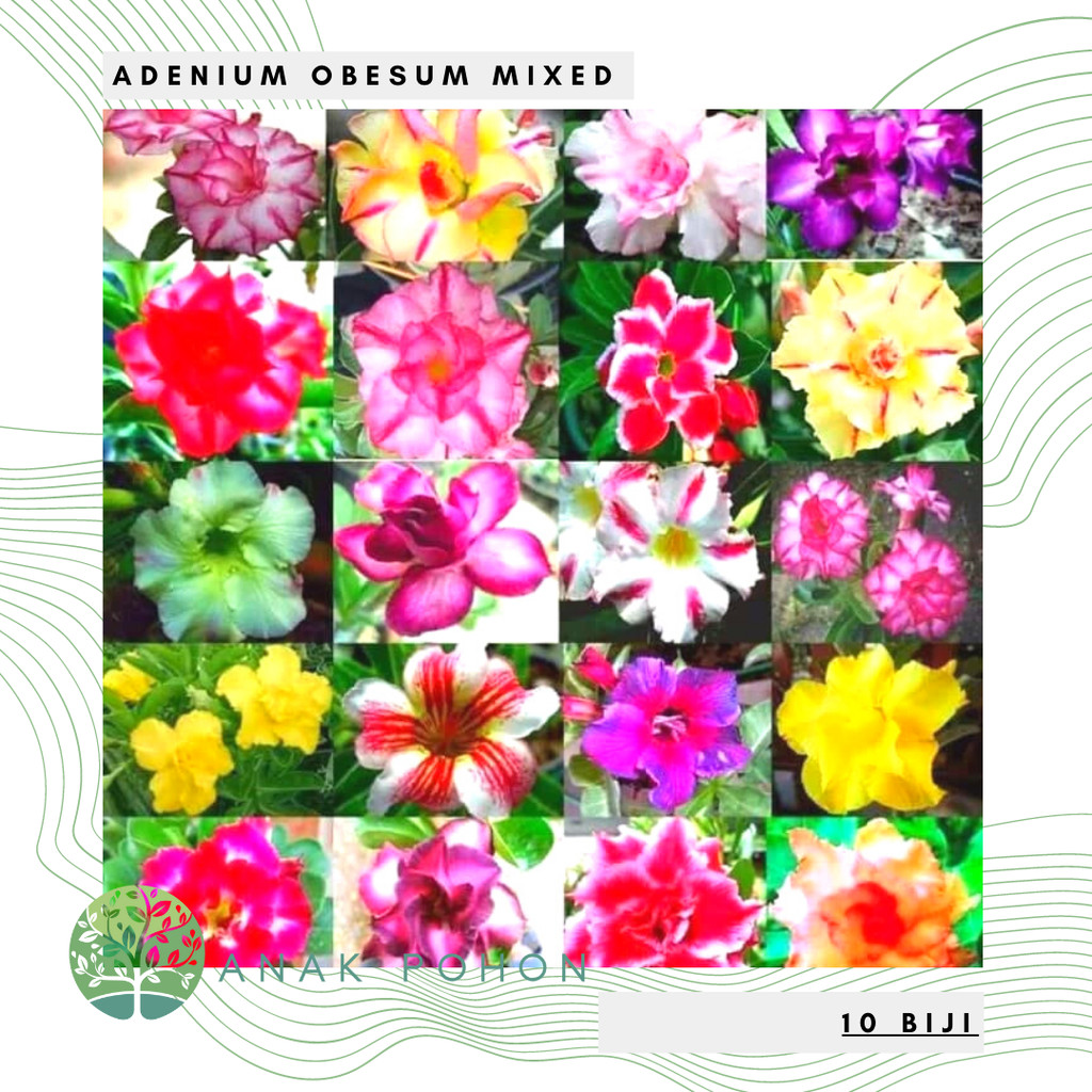 A.F. Benih Bibit Biji - Bunga Adenium Obesum Mix (Single & Double Petal) Flower Seeds - IMPORT THAIL