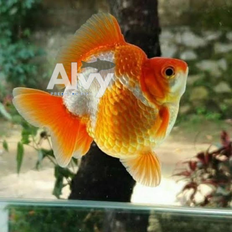 dekorasi akuarium big sale Hiasan taman ryukin rw 8-11 cm