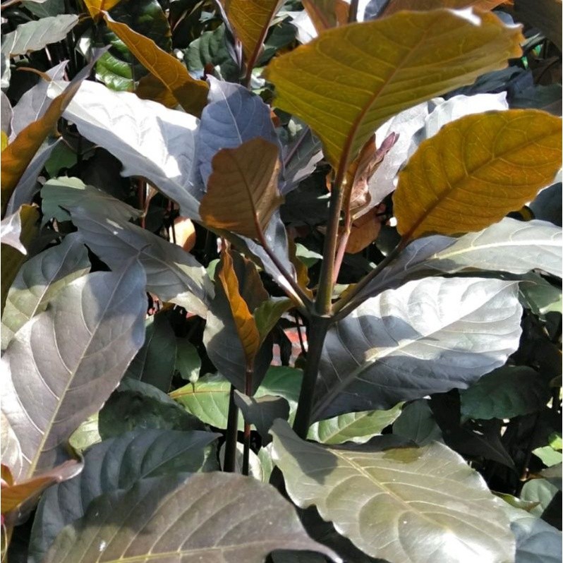 

promo Daun Ungu Untuk Ambeien 1 Kg Segar / Obat Ambeien Wasir Daun Ungu 1 Kg / Daun Wungu Segar / Daun ungu segar /handeuleum obat wasir / ambeien / Daun handeuleum / daun ungu / herbal Wasir/ Ambeien kualitas segar dan terbaik