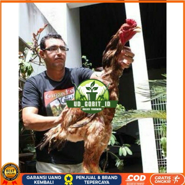 

TELUR AYAM GODZILLA STRONG HEIDHT UNTUK DI TETASKAN UD_GOBIT_ID