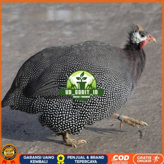 

Telur ayam mutiara / telur ayam hias / telur fertil siap tetas UD_GOBIT_ID