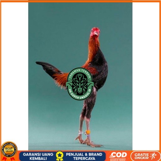 

TELUR AYAM HIAS MGB MODERN GAME BANTAM UNTUK DI TETASKAN UD_SUPER_UNGGUL_ID