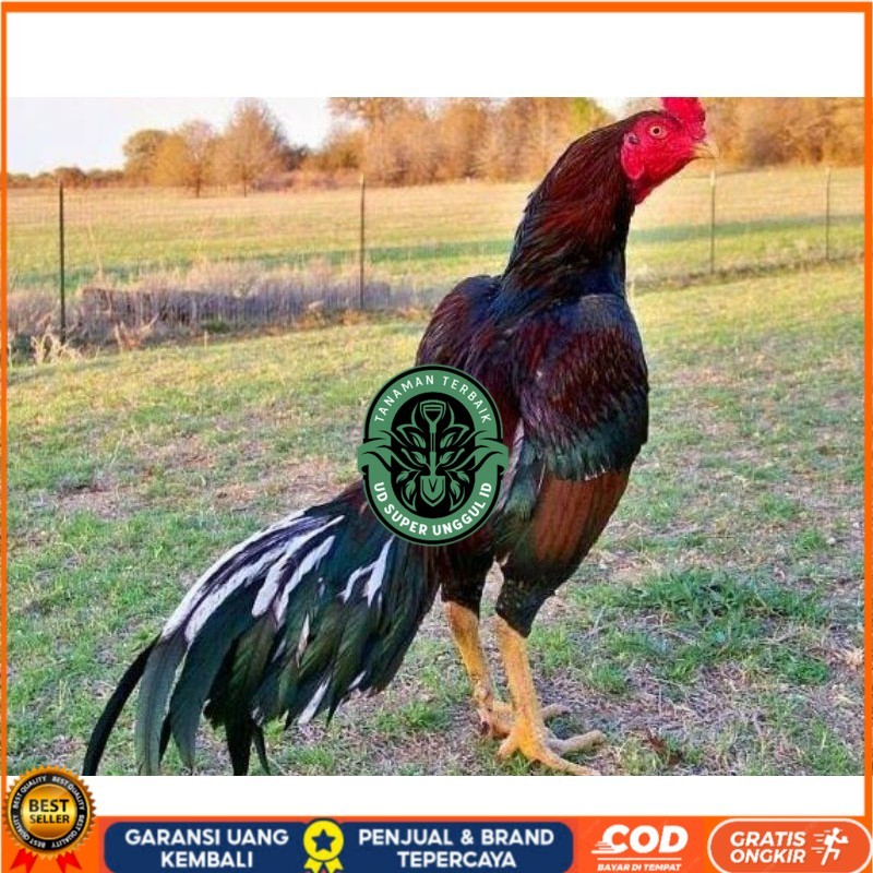 

TELUR AYAM SHAMO JEPANG PURE LINE TANAKA / AYAM ADUAN JEPANG SUPER BESAR UD_SUPER_UNGGUL_ID