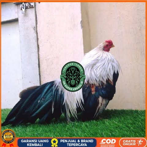 

Telur ayam hias ga tre than chau fertil untuk ditetaskan Langsung UD_SUPER_UNGGUL_ID