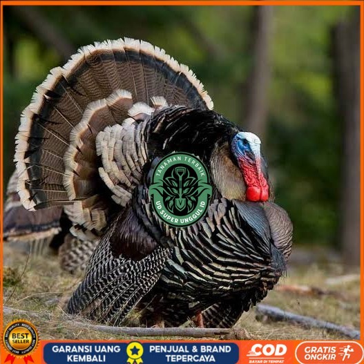 

Telur ayam kalkun jumbo fertil asli siap ditetaskan - ayam kalkun UD_SUPER_UNGGUL_ID