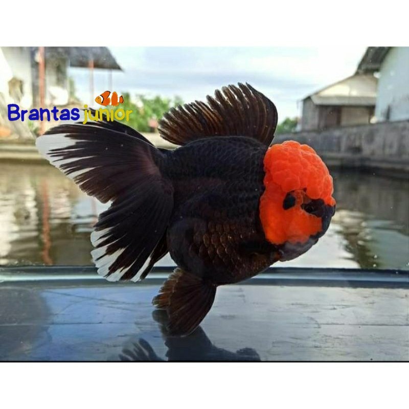 Hiyasan akuarium ikan maskoki 7-8cm oranda TANCO,PANDA,3COLOUR TRICO