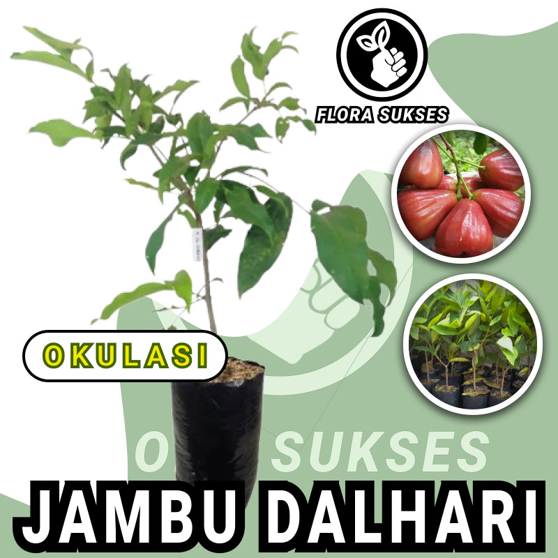 Bibit Jambu Dalhari Tanaman Jambu Air Dalhari Okulasi Cepat Berbuah