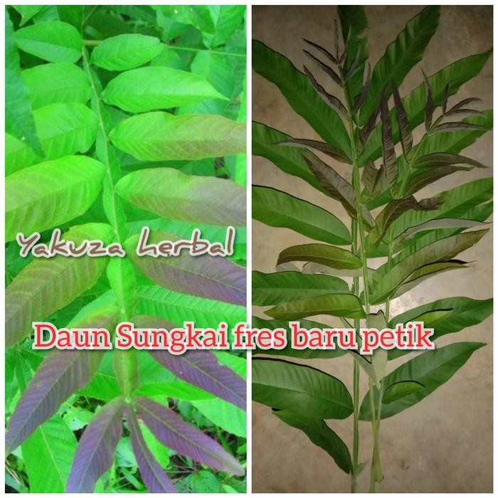 

Daun Sungkai segar baru petik