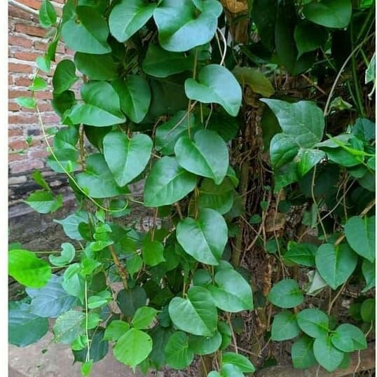 

Daun binahong segar 200 gram