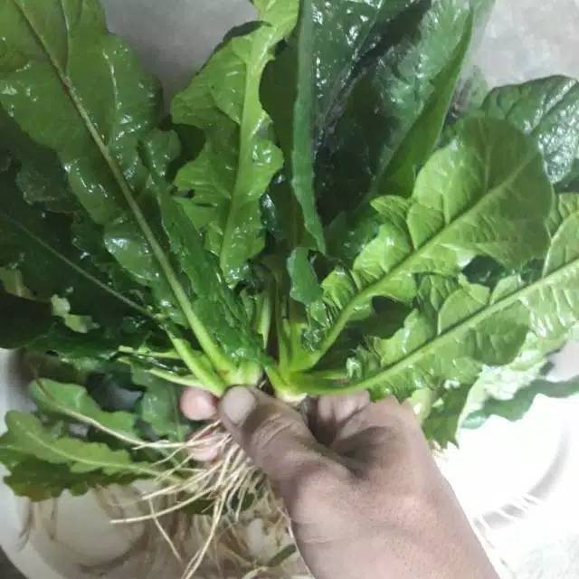 

Daun Tapak Liman Segar dengan akarnya per 100 gram Rempah_herbalCo