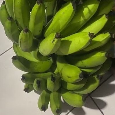 

Buah Pisang Mentah TWN HTM 5 Pisang Bangkaulu Fresh