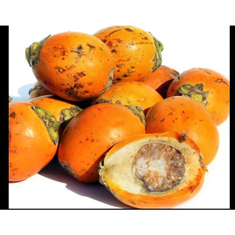 

MC-19 Jual buah pinang tua fresh segar 1 kg