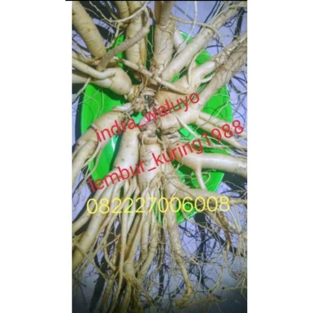 

gingseng merah segar / 1 pcs Rempah_herbalCo