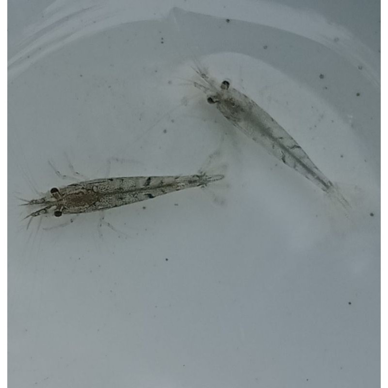 Hobi udang hias Aquascape Amano shrimp isi 50