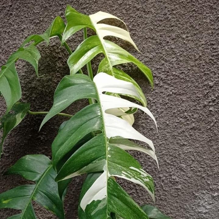 Tanaman hias monstera epipremnum Varigata - bibit epipremnum Varigata
